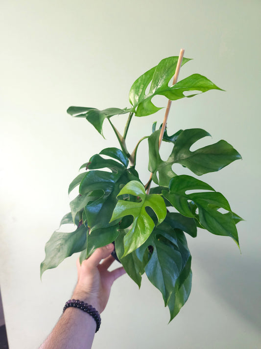 Raphidophora tetrasperma "Mini Monstera" 6"