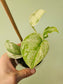 Scindapsus 'Peasun' 3.5"