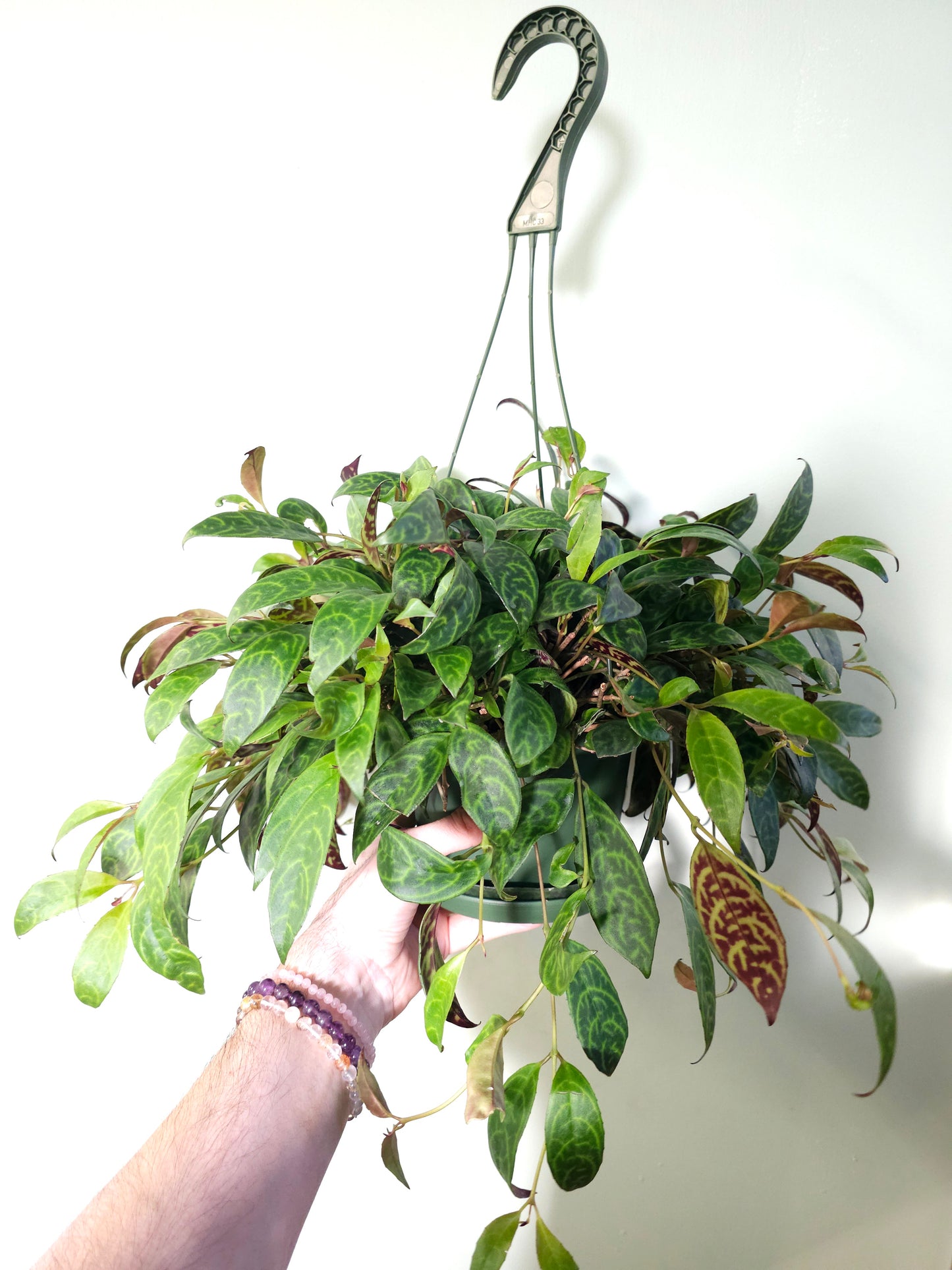 Aeschynanthus marmoratus "Black Pagoda Lipstick/Zebra Basket Vine" 6" HB