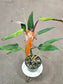 SAAM Auction - Philodendron Orange Marmalade Narrow Form 6"