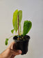 Philodendron sharoniae 4"