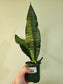 Sansevieria 'Jaboa' 3.5"
