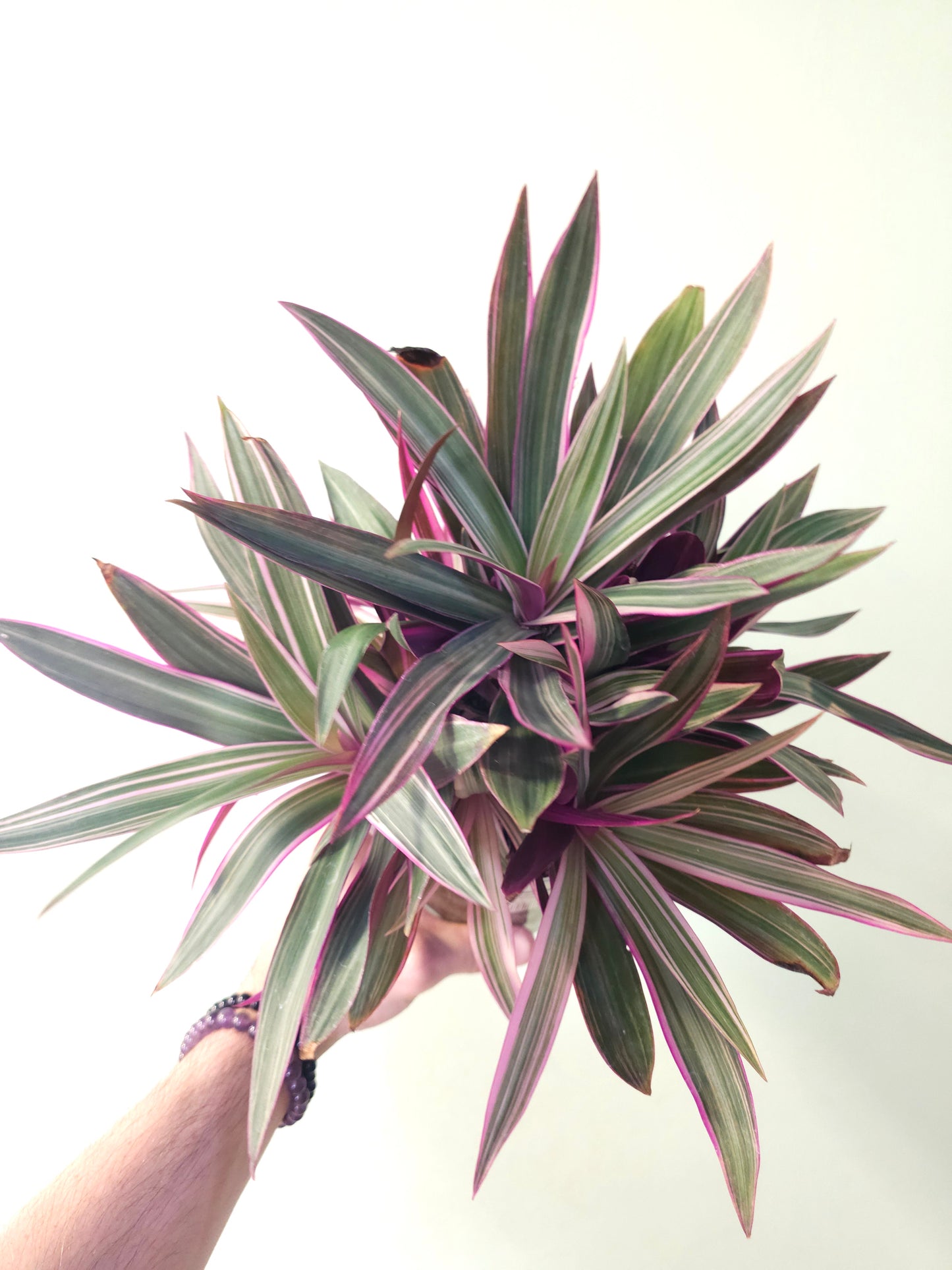 Tradescantia spathaea 'Tricolor' 6"