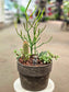 4/6/25 - Build Your Own Cactus & Succulent Garden Workshop