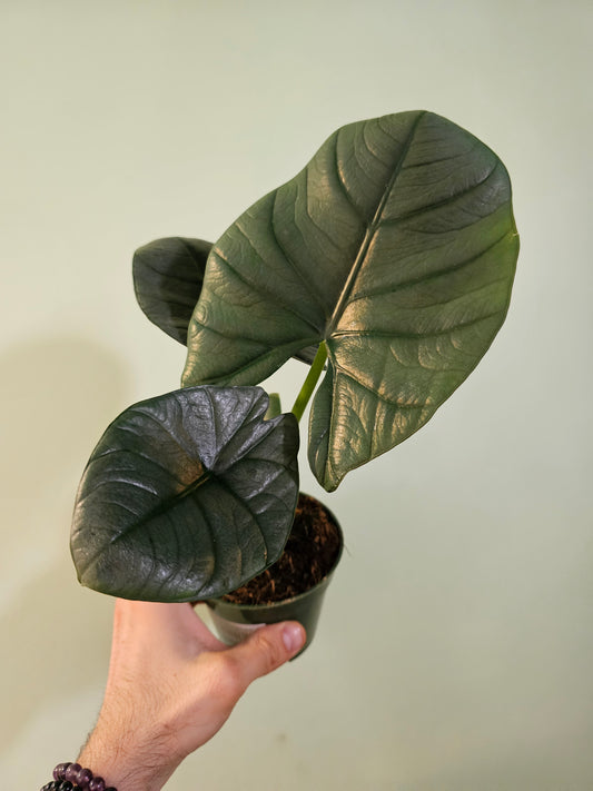 Alocasia 'Reginae' 4"