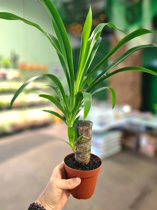 Yucca gigantea 4"