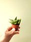 Sansevieria 'Ming Manee' 2"