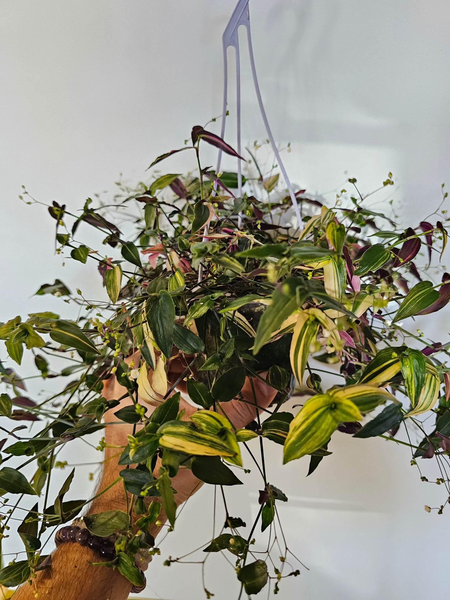 Gibasis pellucida 'Tricolor' "Variegated Bridal Veil" 4" HB