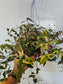Gibasis pellucida 'Tricolor' "Variegated Bridal Veil" 4" HB