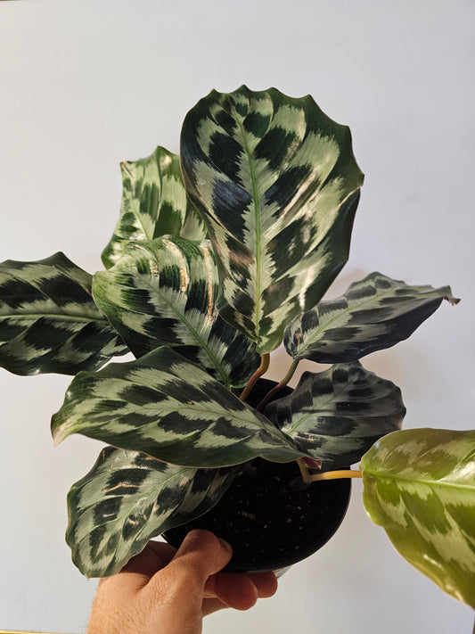 Calathea "Helen Kennedy' 6"