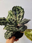 Calathea "Helen Kennedy' 6"