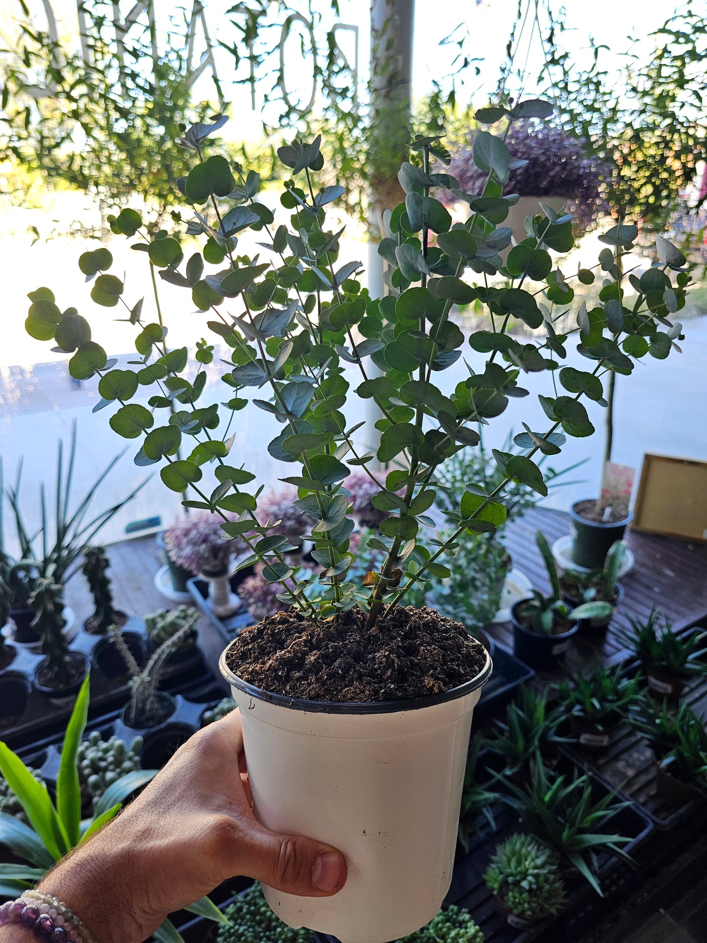 Eucalyptus 'Glacier' 6"