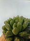 Haworthia cooperi var. truncata "Alien Eggs" 6"