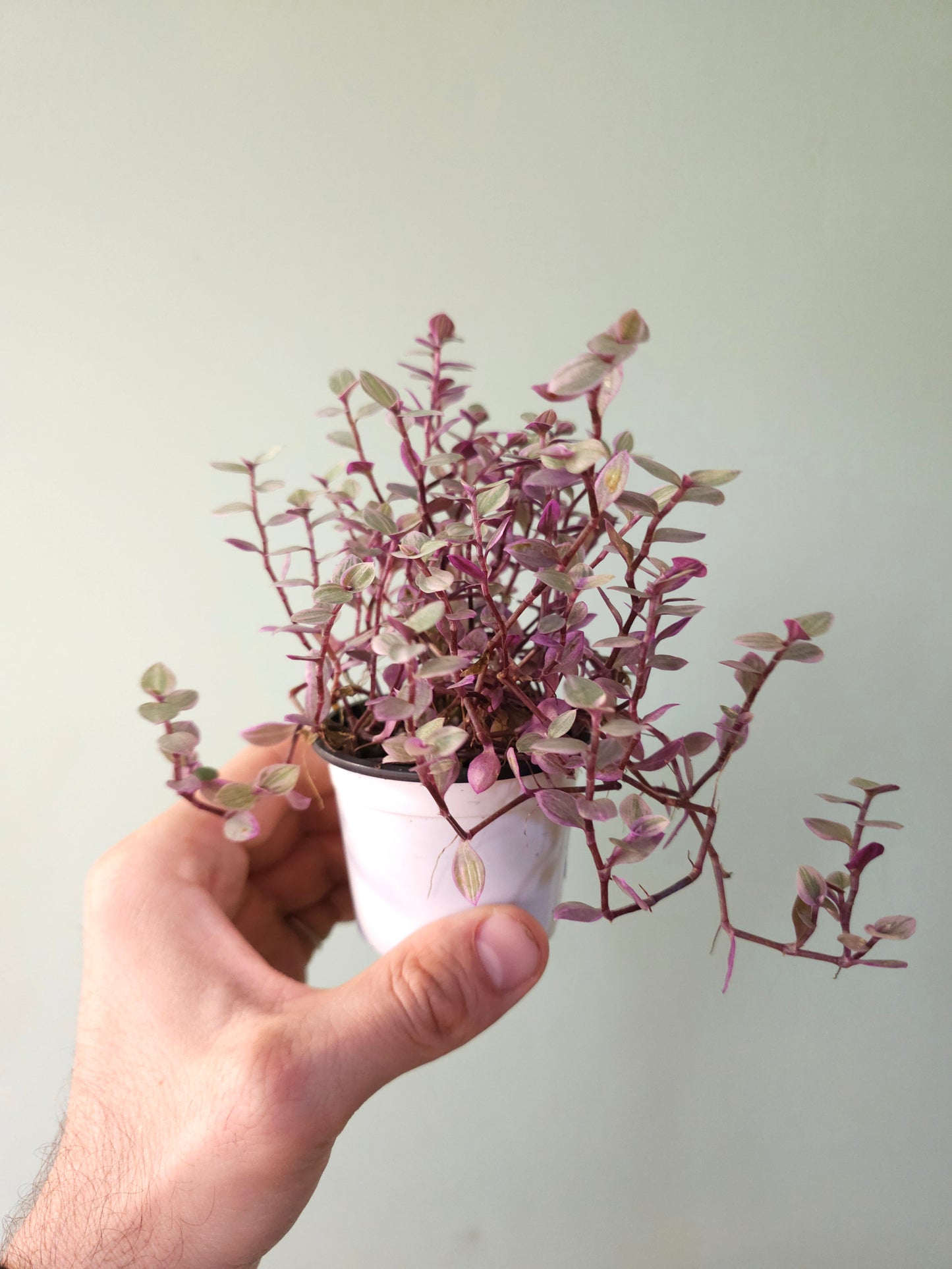 Callisia repens 'Rosato' "Pink Panther" 2.5"