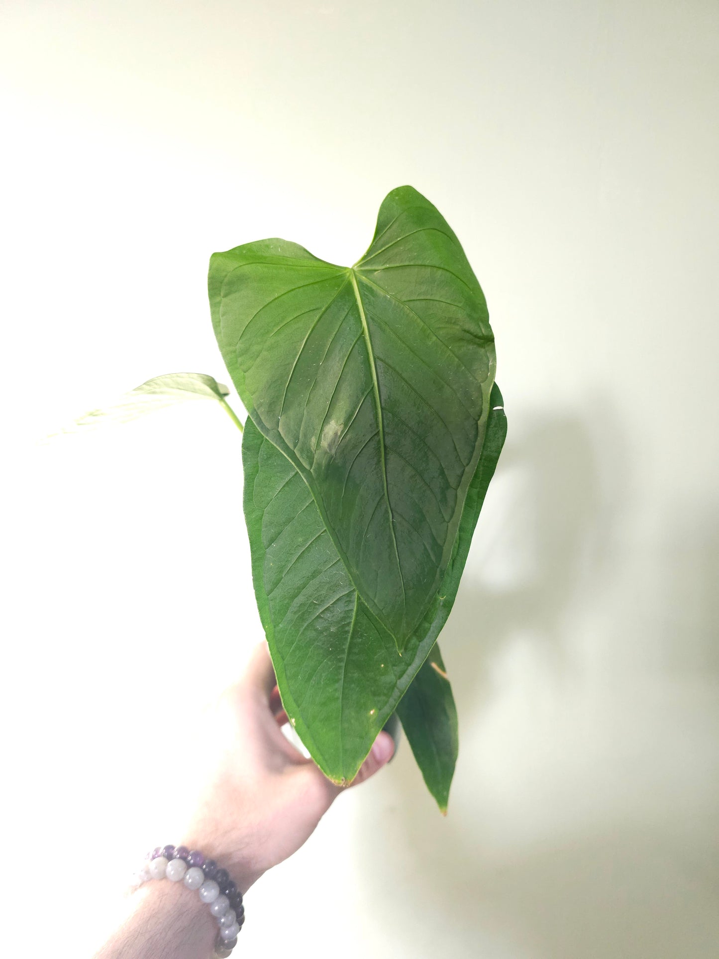 Anthurium versicolor 4"