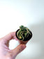 Hoya carnosa compacta Variegated Rope 2"