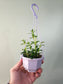 Nematanthus gregarius "Goldfish Plant" 4" HB