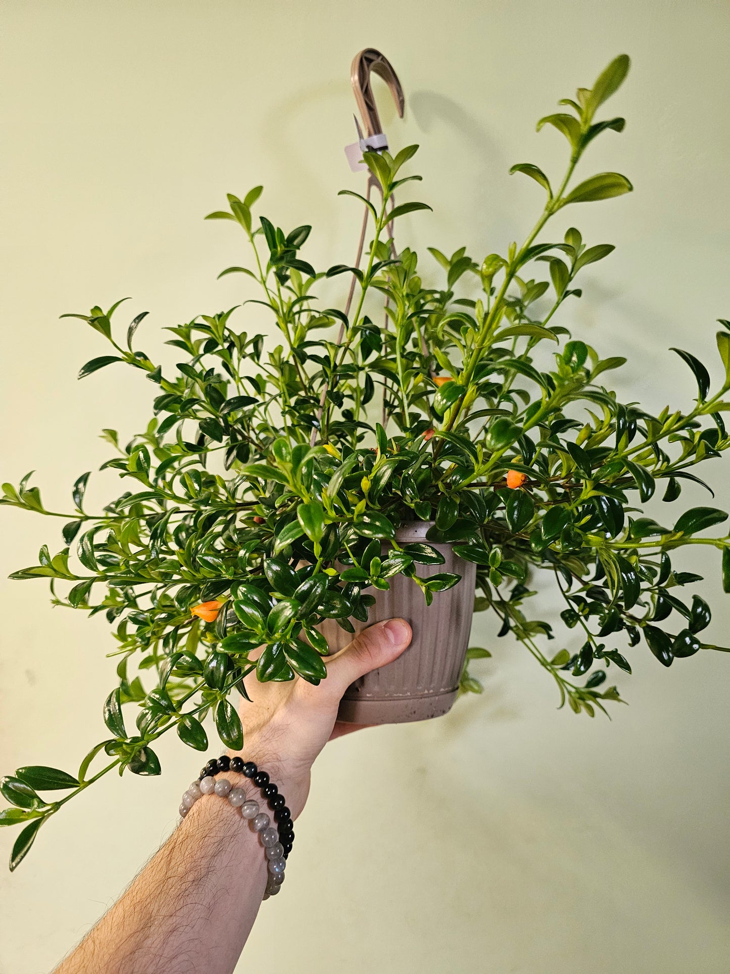 Nematanthus gregarius "Goldfish Plant" 6" HB