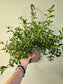 Nematanthus gregarius "Goldfish Plant" 6" HB