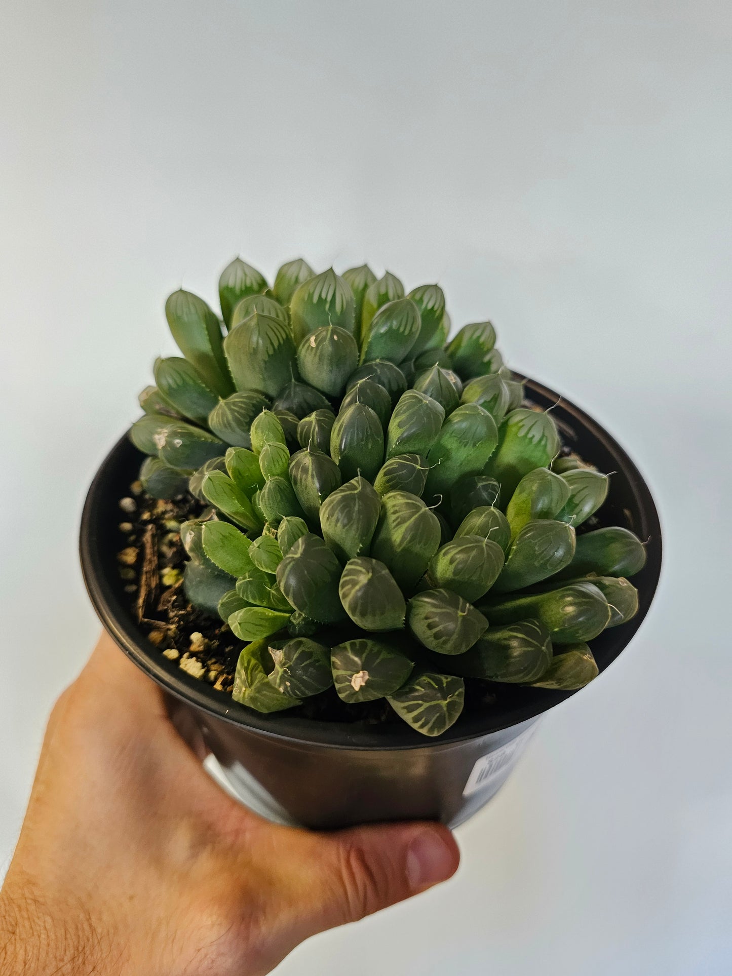 Haworthia cooperi var. truncata "Alien Eggs" 6"