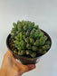 Haworthia cooperi var. truncata "Alien Eggs" 6"