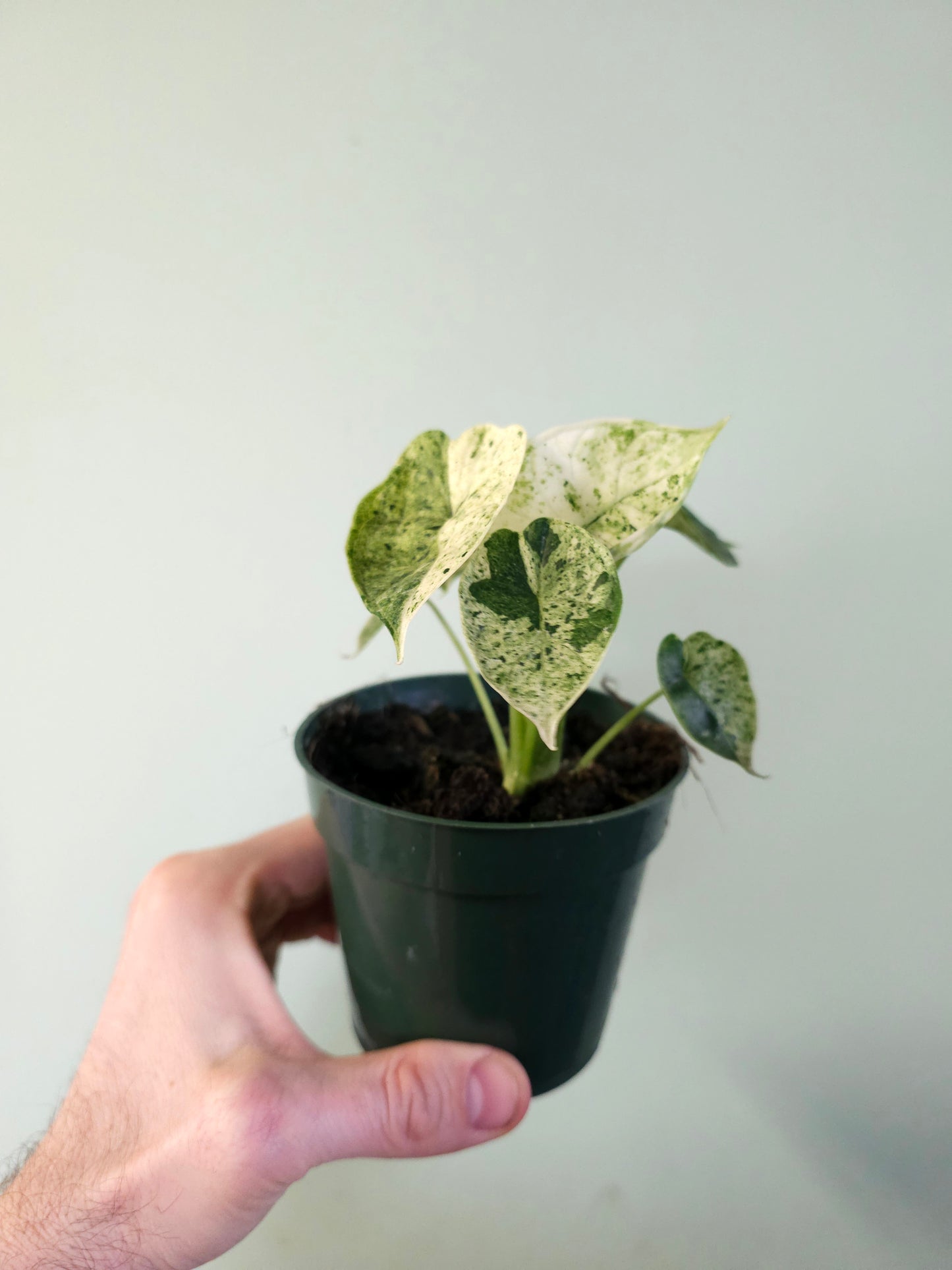 Alocasia 'Dragon Scale' Mint Variegated 4"