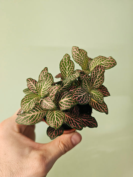 Fittonia albivenis 'Pink' Nerve Plant 2.5"