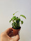 Fatsia japonica "Treestar Plant" 2"