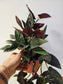 Syngonium erythrophyllum 'Llano Carti Road' Red Arrow 6"