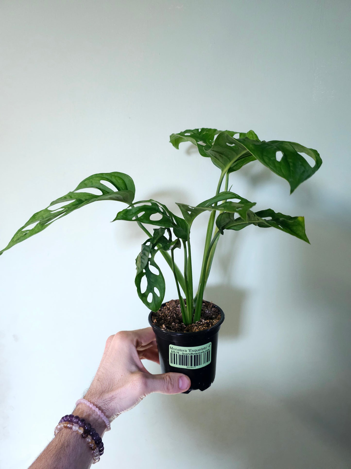 Monstera 'Esqueleto' 4"