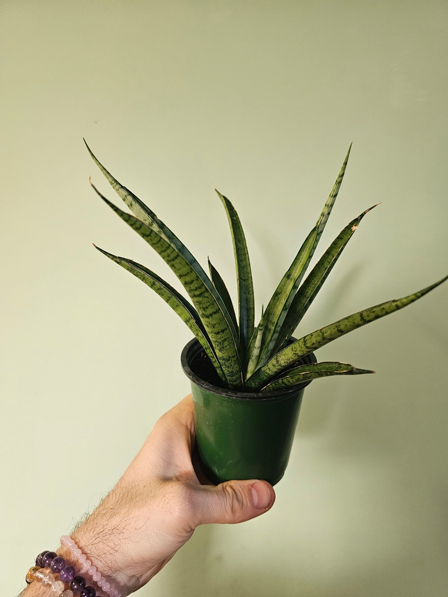 Sansevieria 'Pineapple' 3.5"