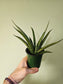 Sansevieria 'Pineapple' 3.5"