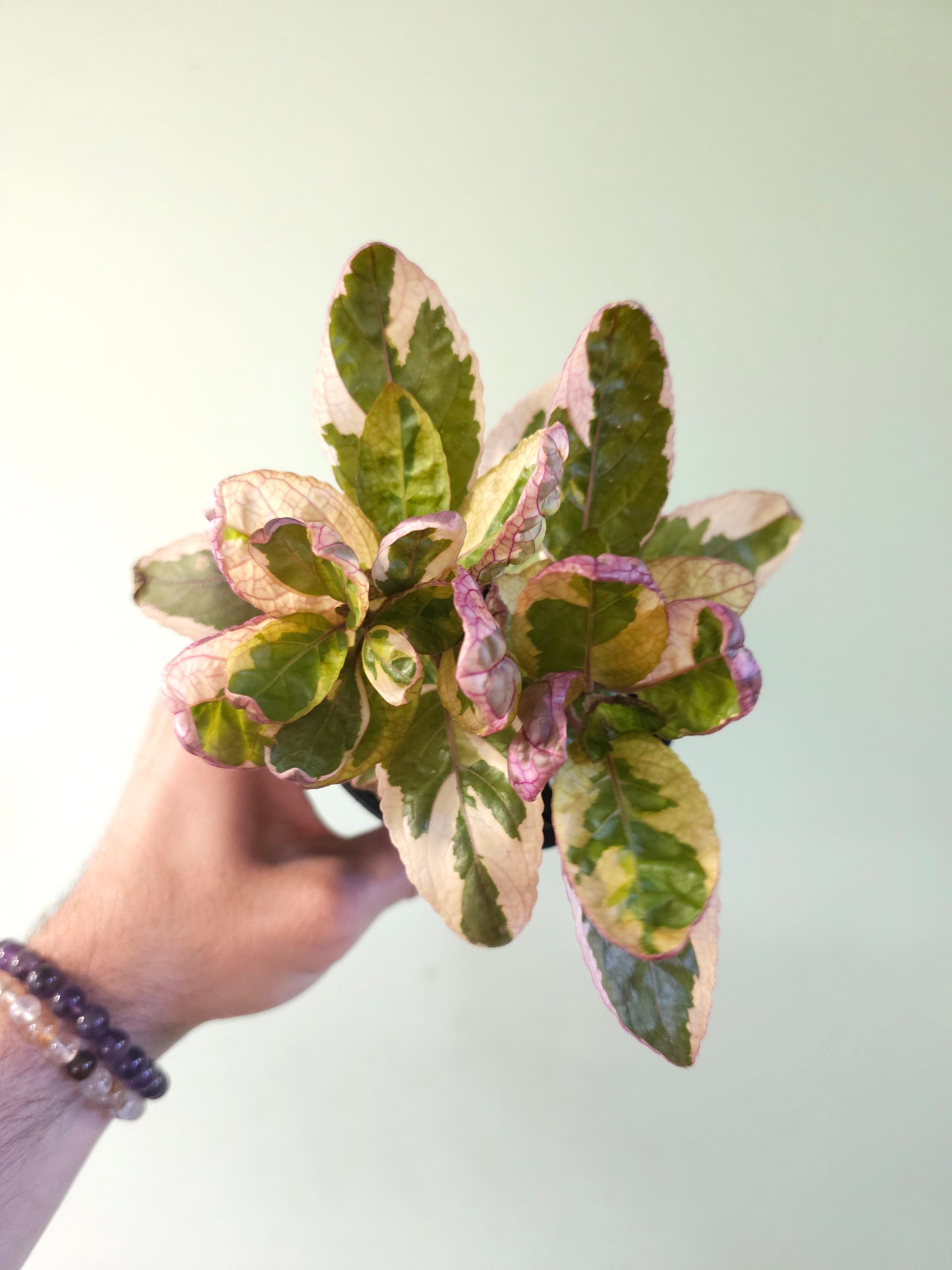 Hemigraphis alternata 'Snow White' 4"
