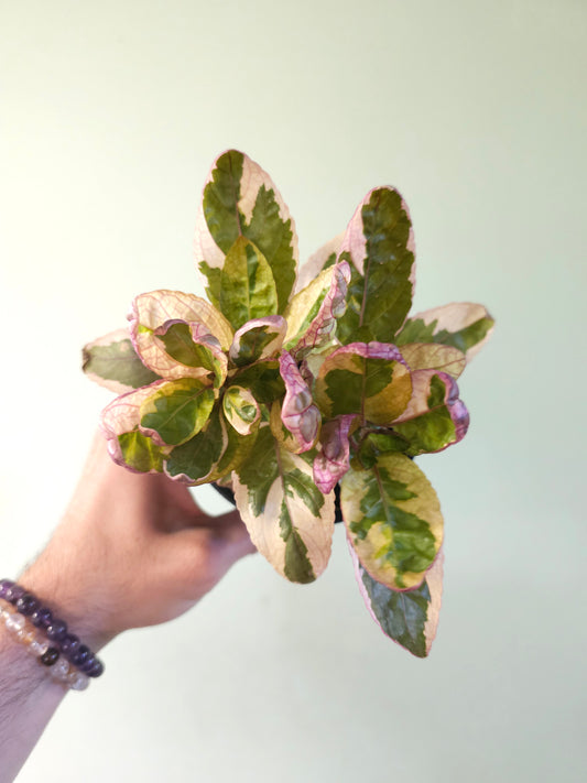 Hemigraphis alternata 'Snow White' 4"