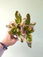 Hemigraphis alternata 'Snow White' 4"