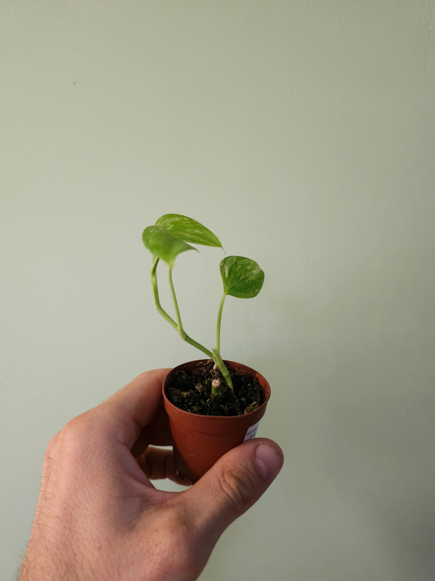 Scindapsus hederaceus 'Blue Albo' 2"
