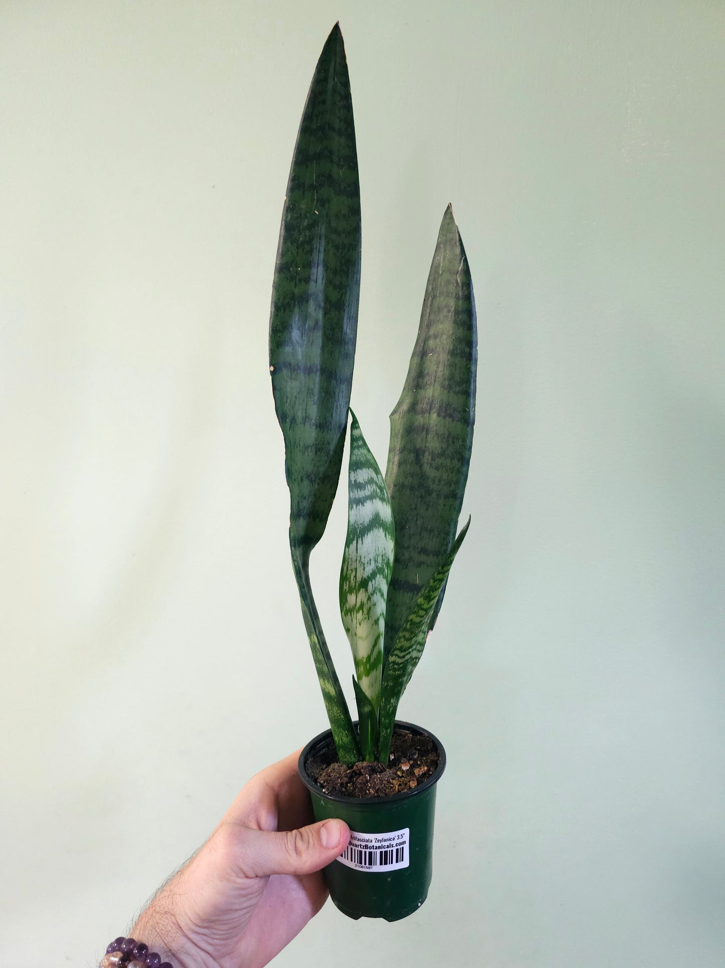 Sansevieria trifasciata 'Zeylanica' 3.5"