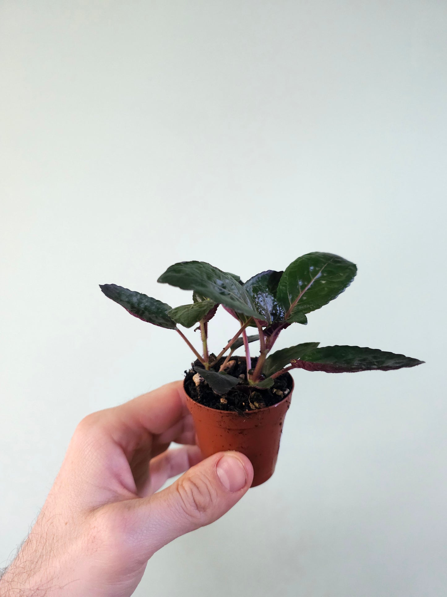 Hemigraphis alternata 'Purple Waffle' 2"