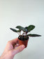 Hemigraphis alternata 'Purple Waffle' 2"