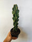Cereus peruvianus v. monstrose 4"