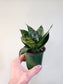 Sansevieria hahnii 'Forest Star' 3.5"