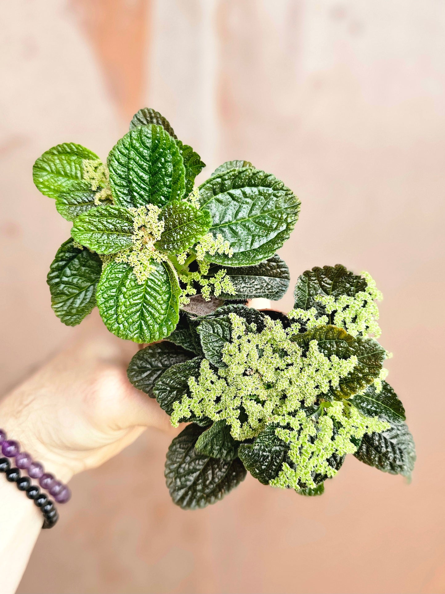 Pilea nummulariifolia "Creeping Charlie" 2"