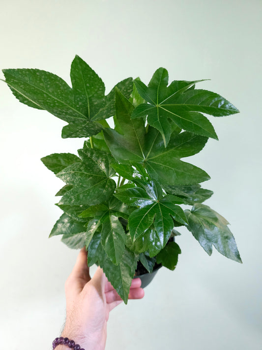 Fatsia japonica "Treestar Plant" 6"