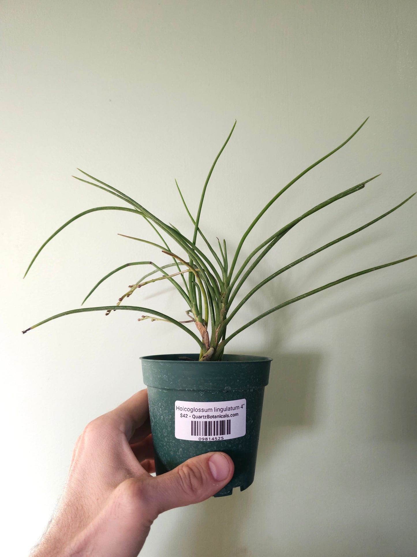 Holcoglossum lingulatum 4"