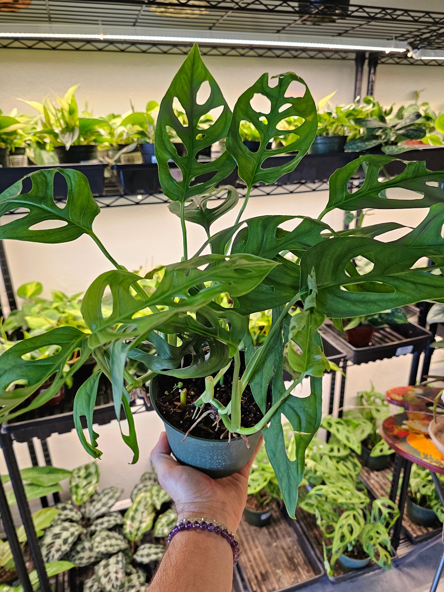 Monstera 'Esqueleto' 6"