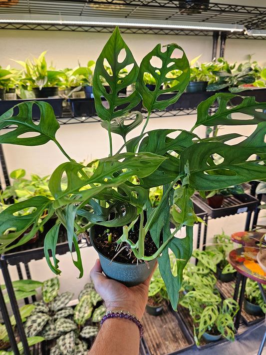 Monstera 'Esqueleto' 6"