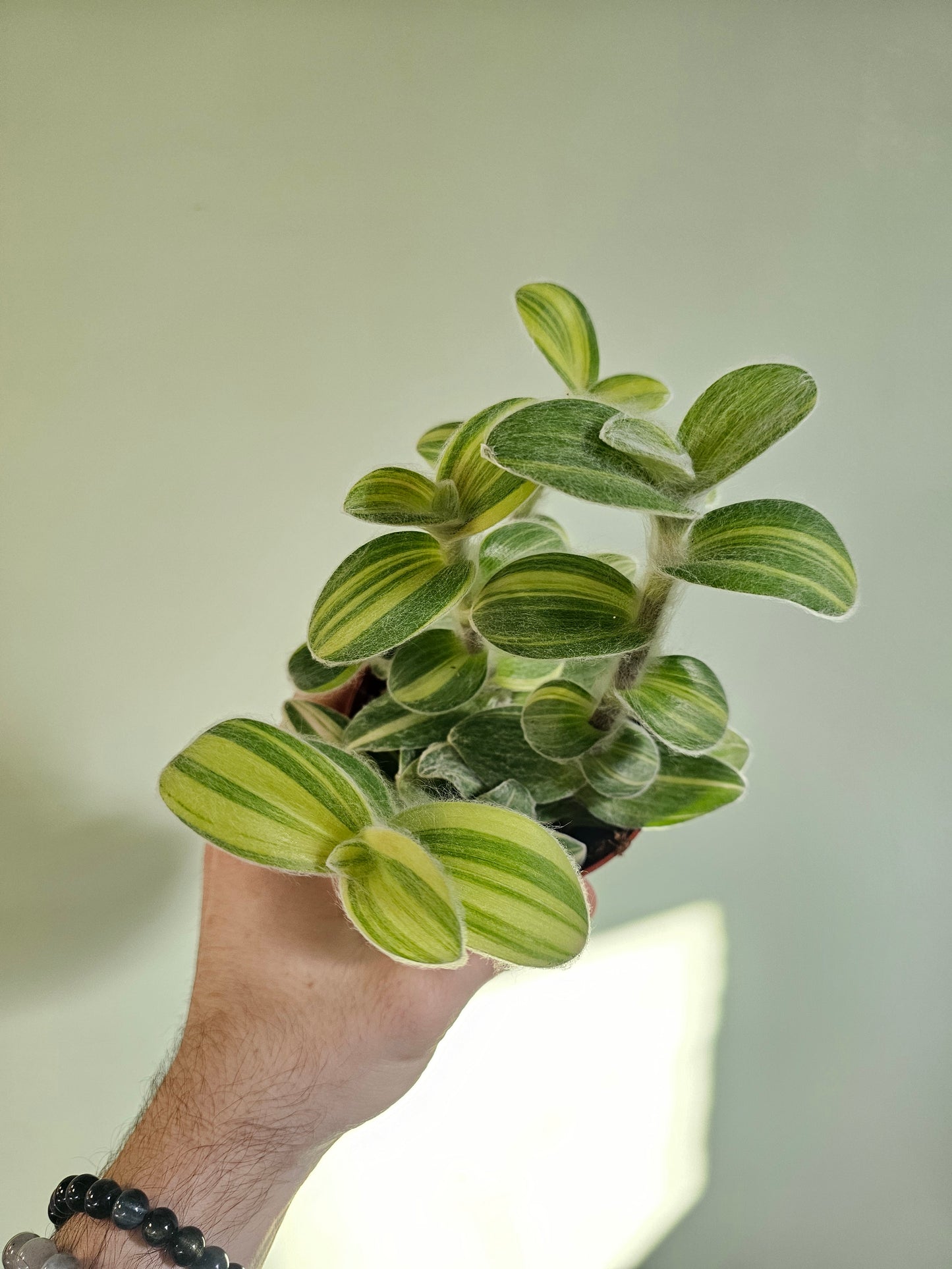Tradescantia sillamontana 'Velvet Stripes' 4"