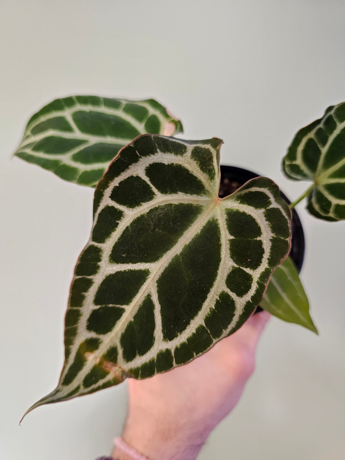 Anthurium crystallinum 'Silver' 4"