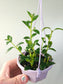 Nematanthus gregarius "Goldfish Plant" 4" HB