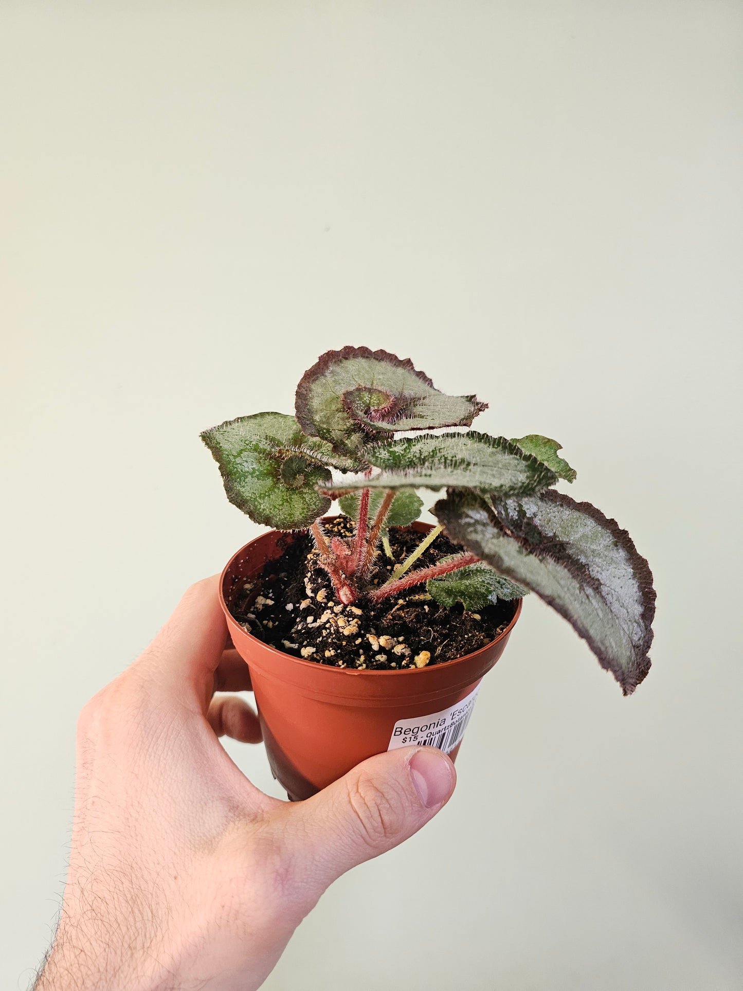 Begonia 'Escargot' 4"